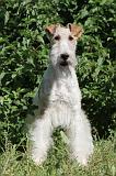 FOX TERRIER 007